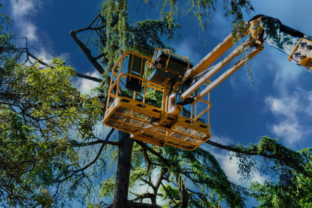 Best Arborist Services Near Me  in Needles, CA